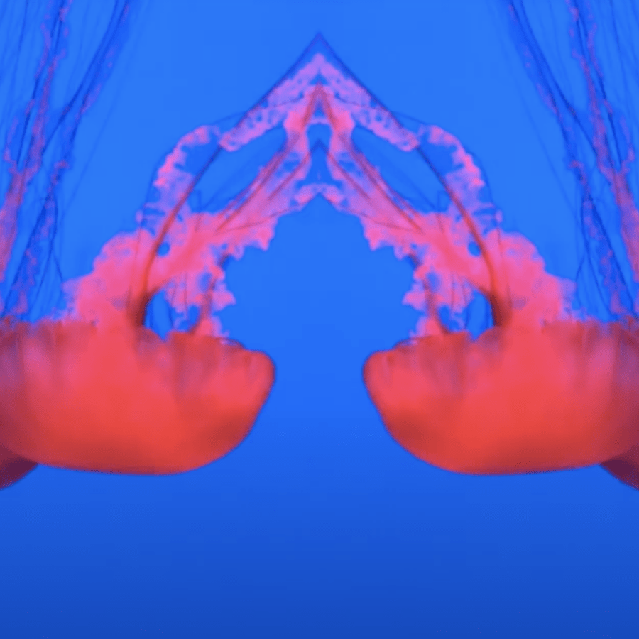 Awakening music Video